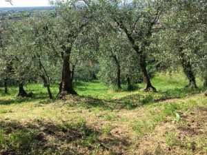 ciacolando a breganze edizione 2017
