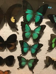 Grotte di Postumia Slovenia