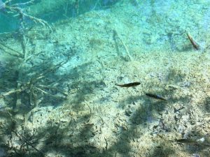 Visitare i laghi di Plitvice in estate