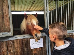 Fiera cavalli Verona 2017
