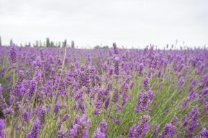 campo di lavanda in fioritura