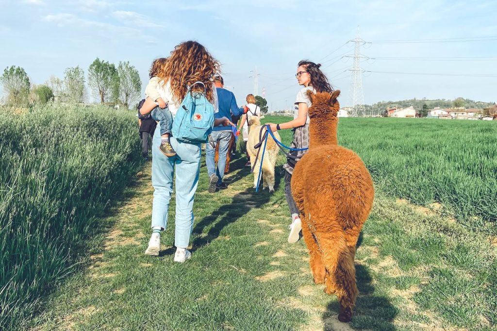 passeggiata con alpaca in veneto